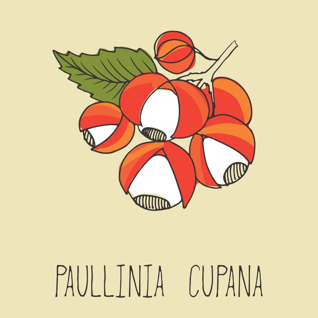 Гуарана - Paullinia cupana