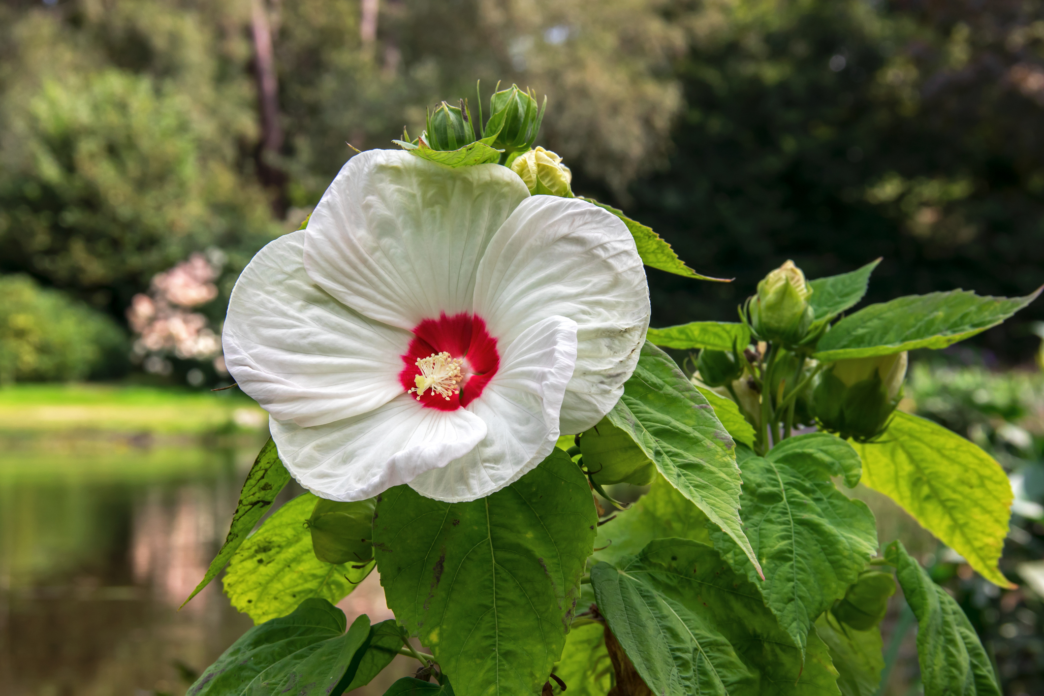 Блатен хибискус (Hibiscus moscheutos)