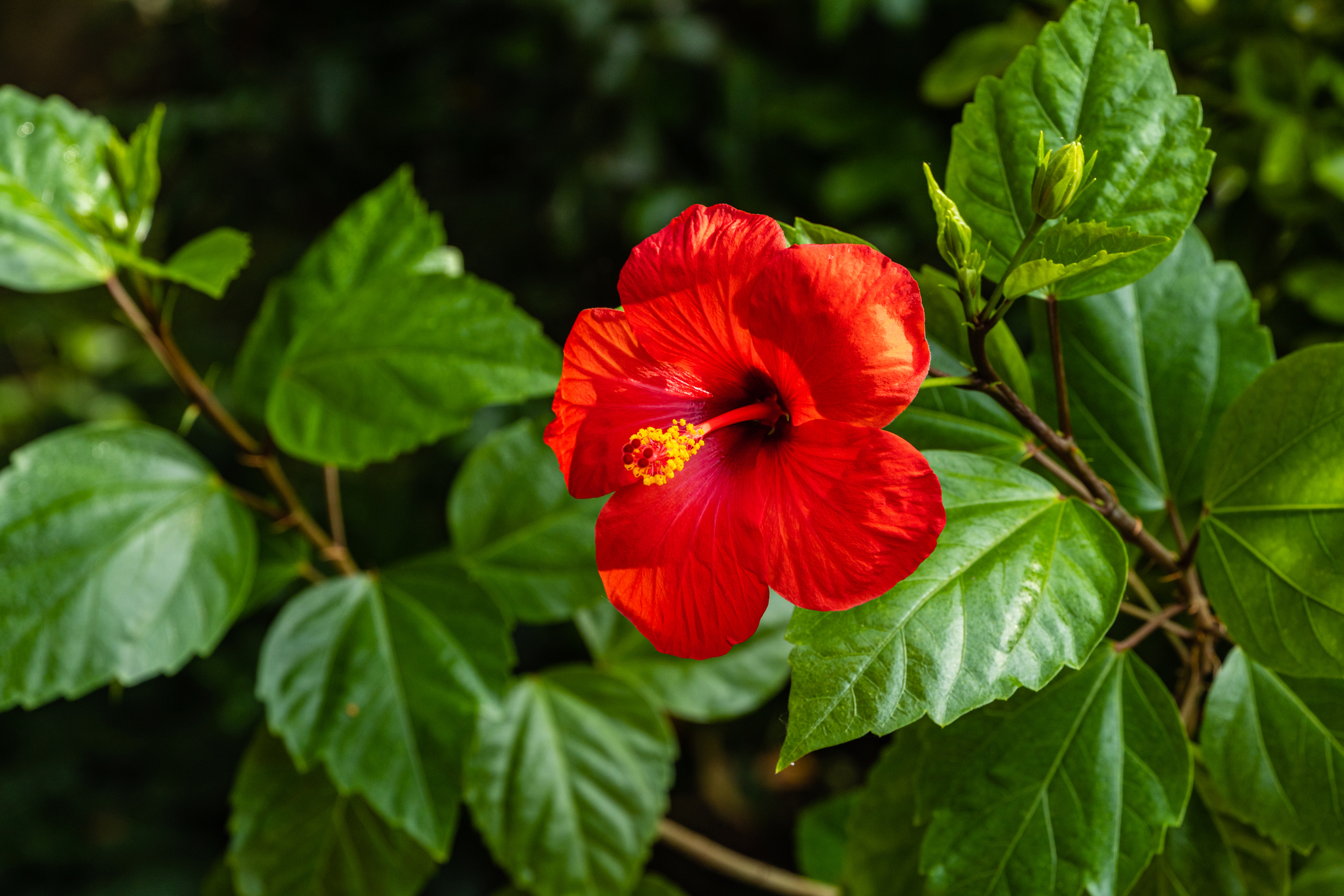 Hibiscus rosa-sinensis - китайска роза