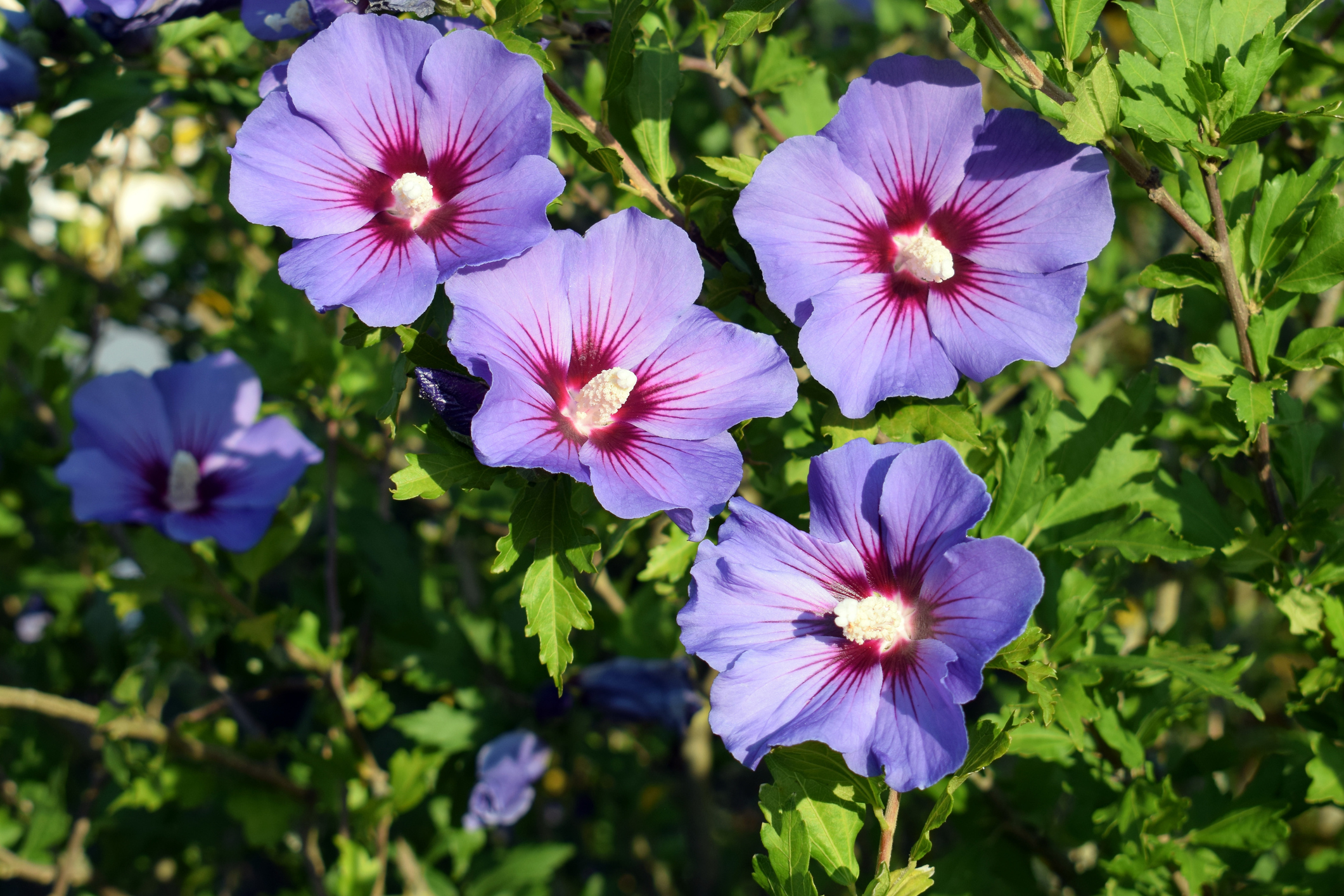 Сирийски хибискус (Hibiscus syriacus)