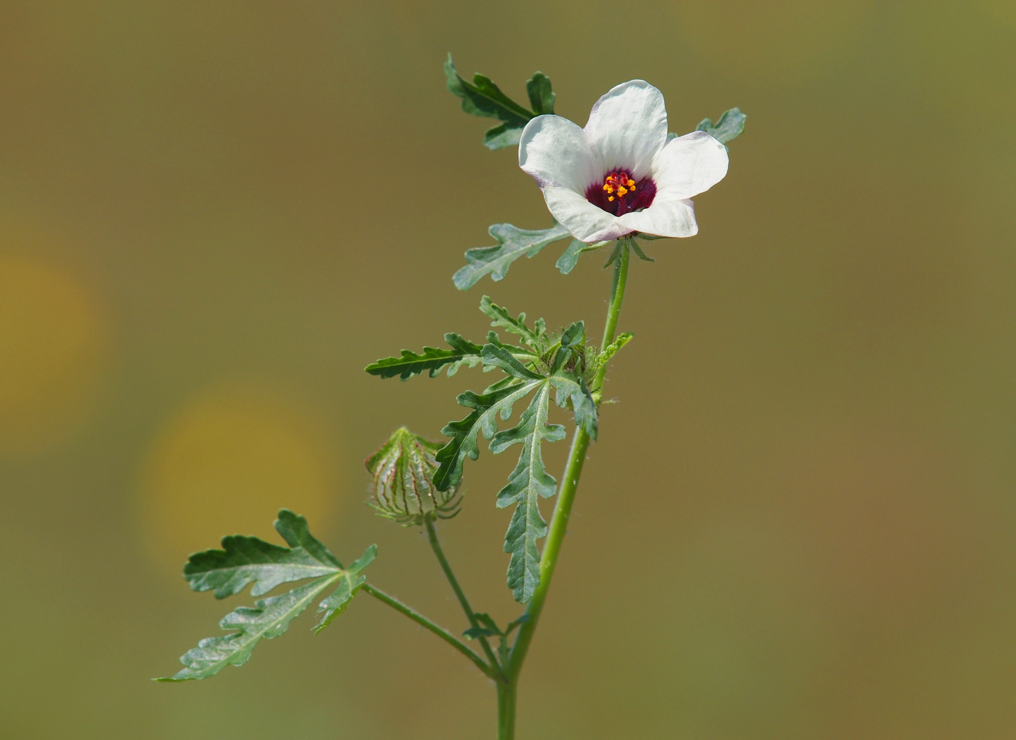 Хибискус трион (Hibiscus trionum)