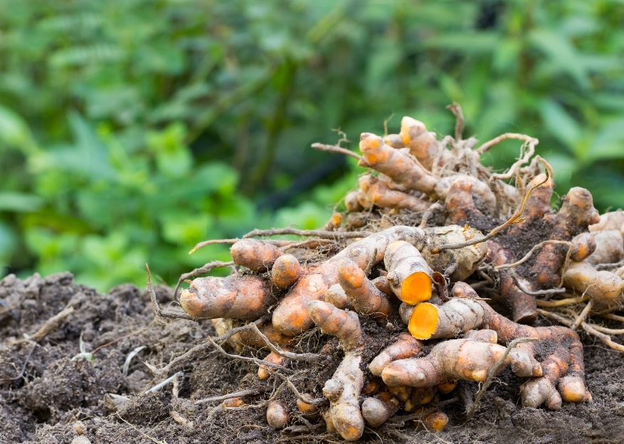 Коренища на Curcuma longa