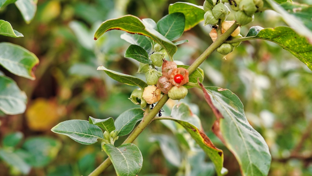 Растение Ashwagandha в природата