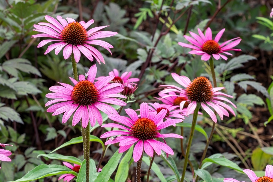 Растението Echinacea purpurea