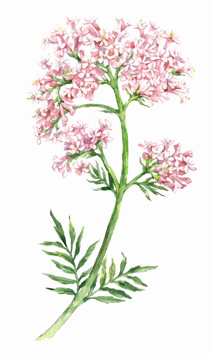 Valeriana officinalis