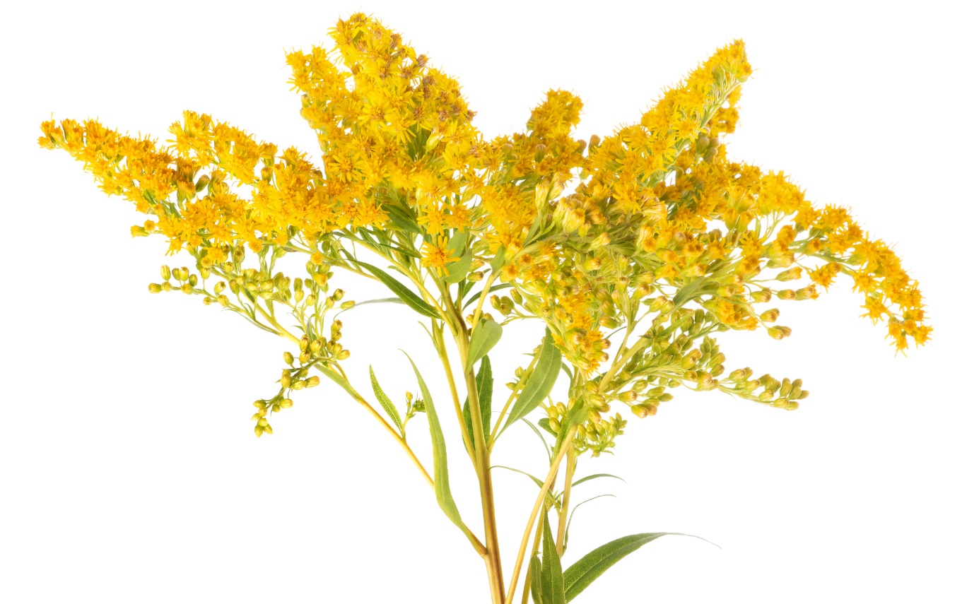 Solidago virgaurea - златна пръчица