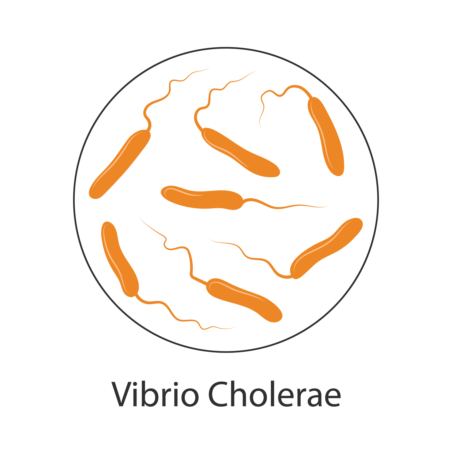 Холерни бактерии Vibrio cholerae