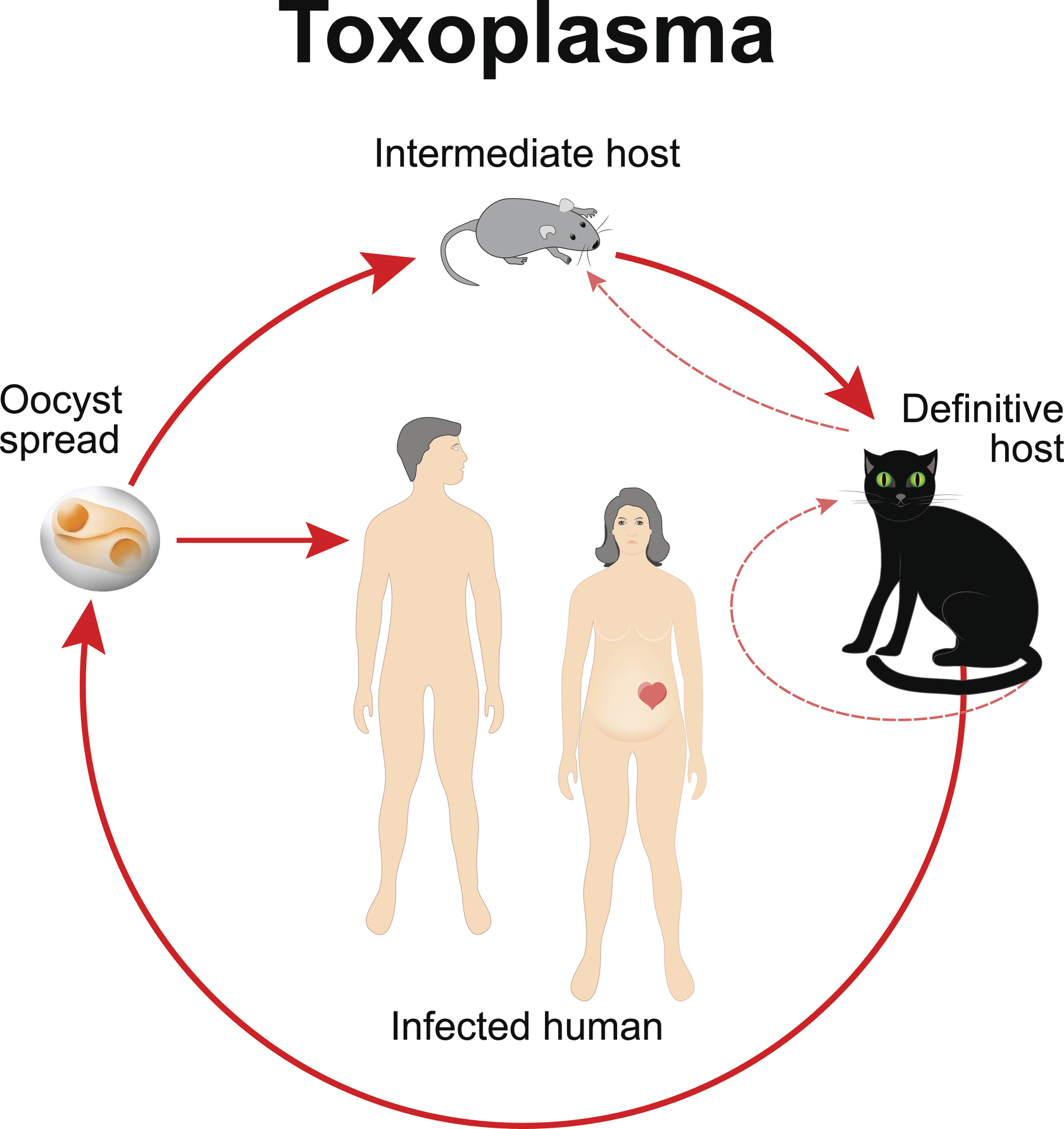 Жизнен цикъл на Toxoplasma gondii