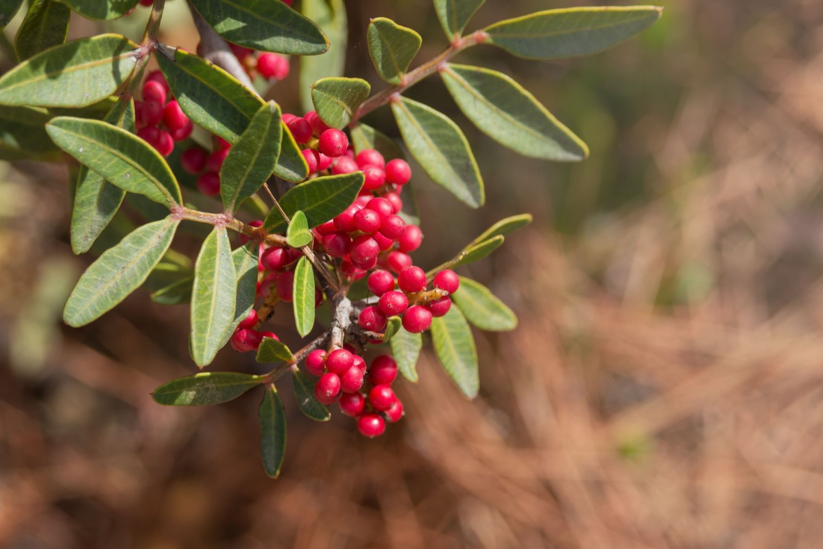 Pistacia mastix (P. lentiscus) е широко разпространена като дърво или храст, особено в крайбрежните райони на Средиземноморието.