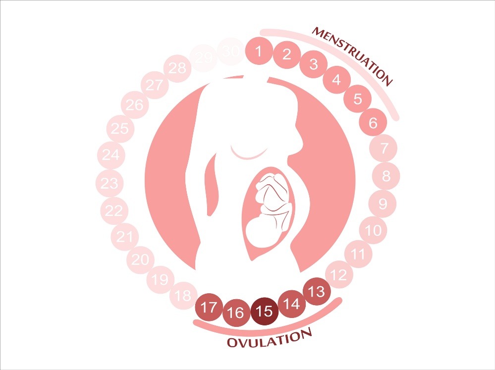 Женският цикъл: менструация, овулация и фертилни периоди