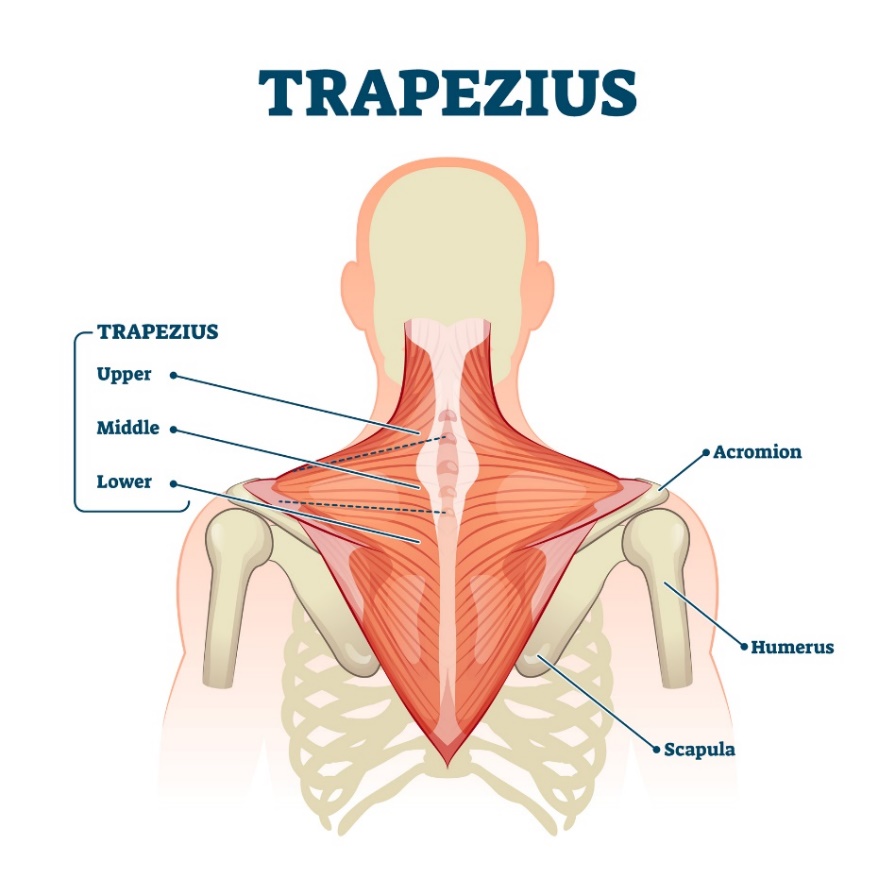 Трапецовиден мускул (musculus trapezius) - горните, средните и долните влакна на мускула. Акромион (израстък на лопатката над раменната става, Humerus - раменна кост, Scapula - лопатка).