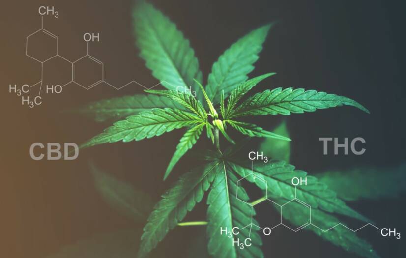 CBD срещу THC: знаете ли разликата в ефектите и употребите?